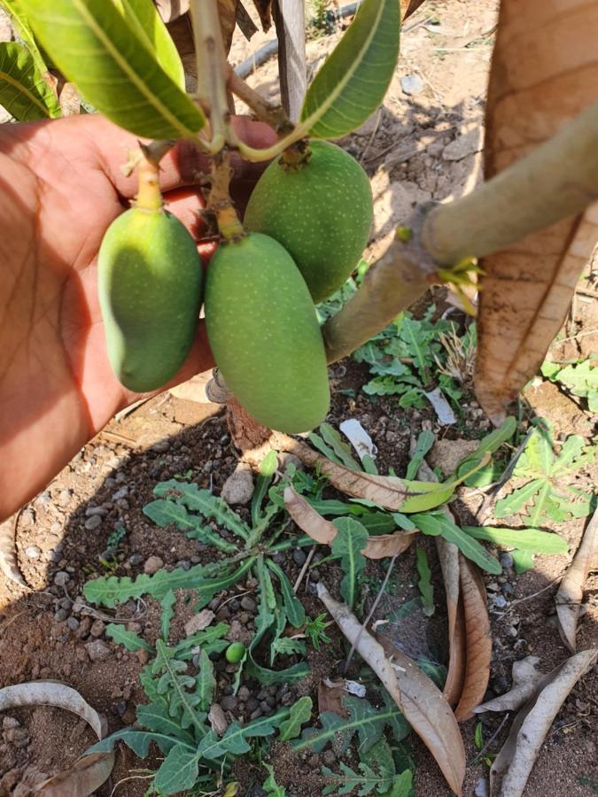 Villa Krishna Farm & Forest Bhuj Exterior foto